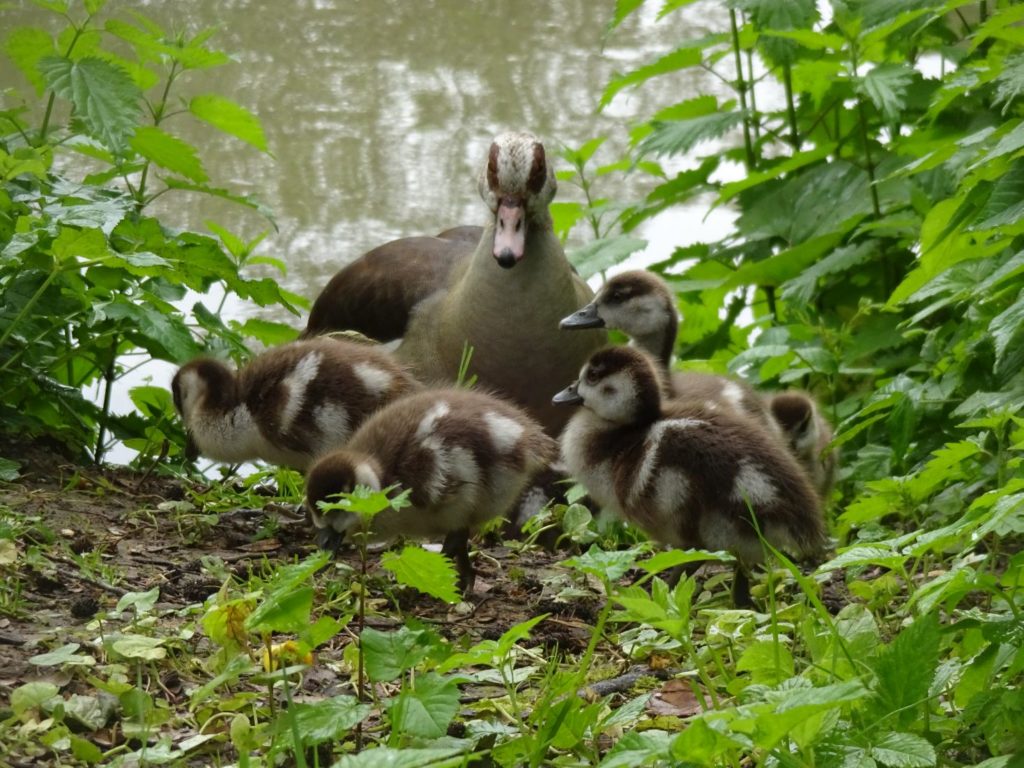 saarbrueckenlauf 2019